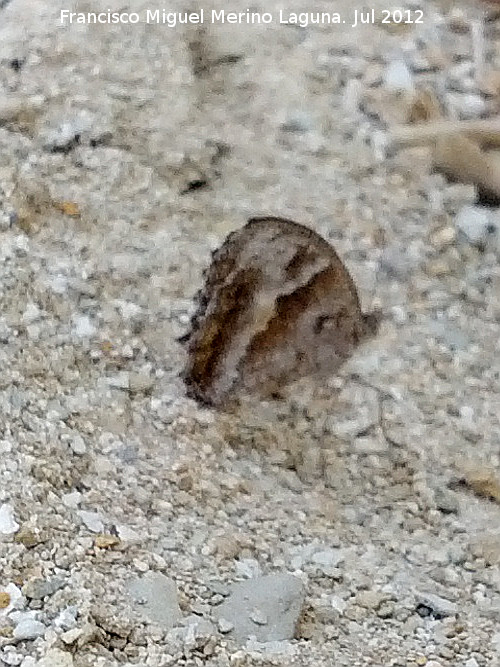 Mariposa pintas ocres - Mariposa pintas ocres. Cerro Cerrajn - Los Villares