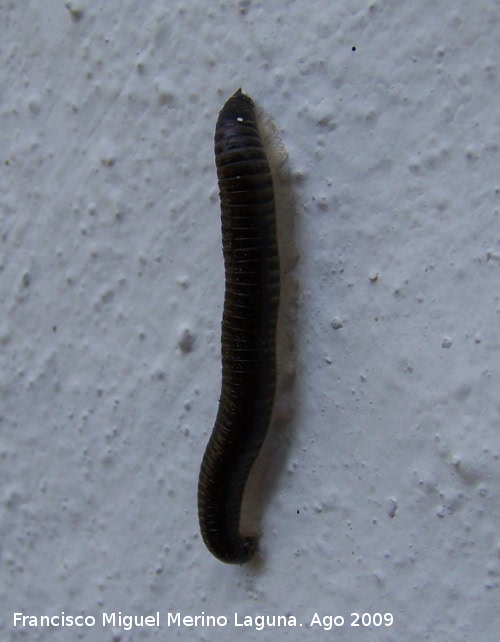 Milpis negro - Milpis negro. Arrollo Maguillo (Santiago Pontones)