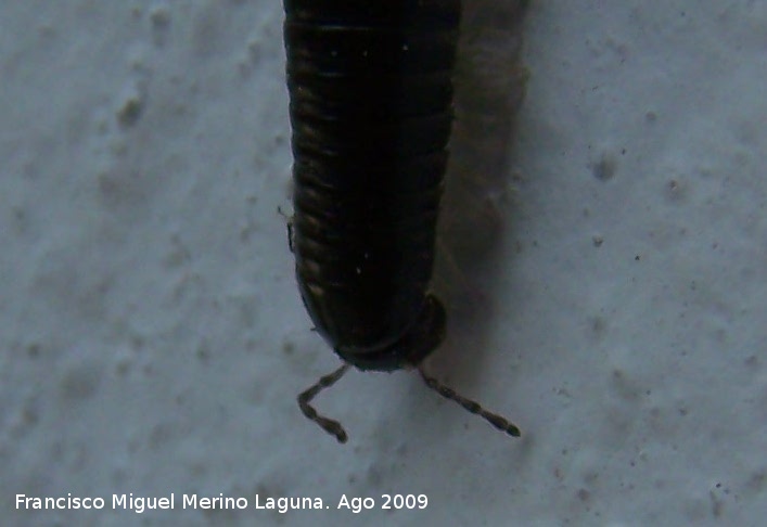 Milpis negro - Milpis negro. Arrollo Maguillo (Santiago Pontones)