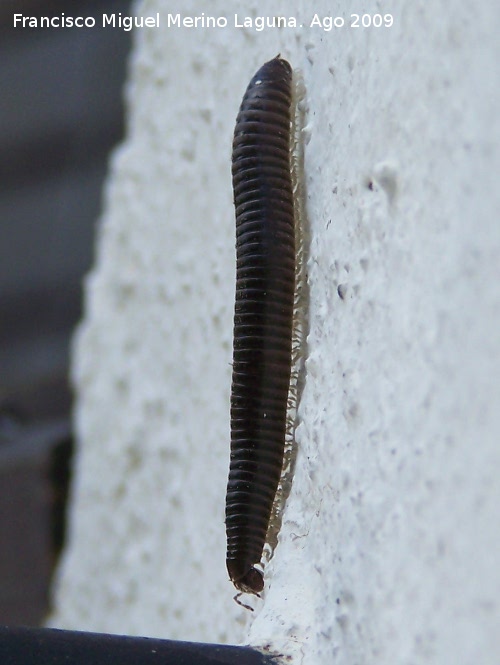 Milpis negro - Milpis negro. Arrollo Maguillo (Santiago Pontones)