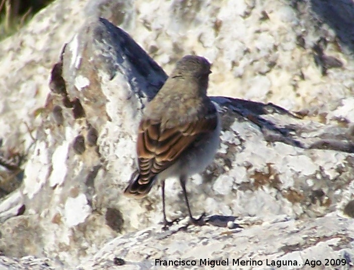 Pjaro Collalba Gris - Pjaro Collalba Gris. Puntal de la Misa (Santiago Pontones)