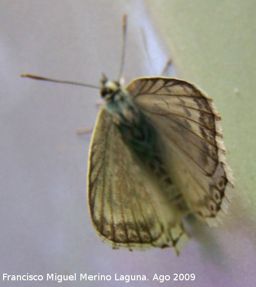 Mariposa nia andaluza - Mariposa nia andaluza. Huelga Utrera (Santiago Pontones)