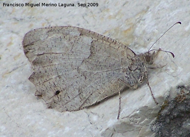 Mariposa Hipparchia statilinus - Mariposa Hipparchia statilinus. Otiar (Jan)