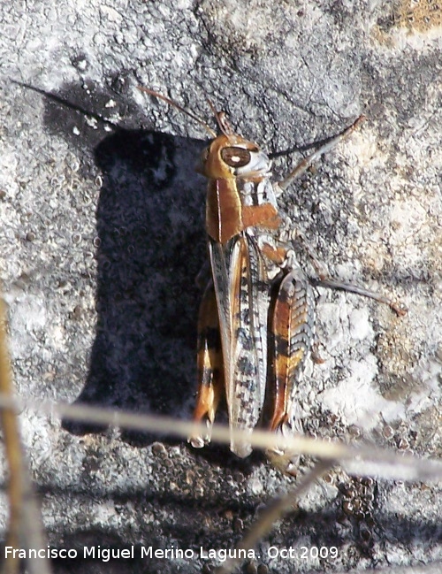 Saltamontes de alas rojas - Saltamontes de alas rojas. El Canjorro (Jan)