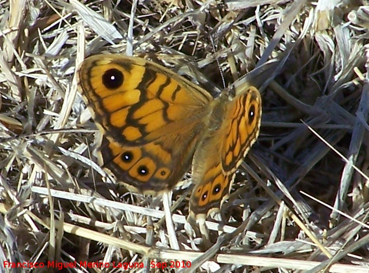 Mariposa Saltacercas - Mariposa Saltacercas. Pea de Martos - Martos