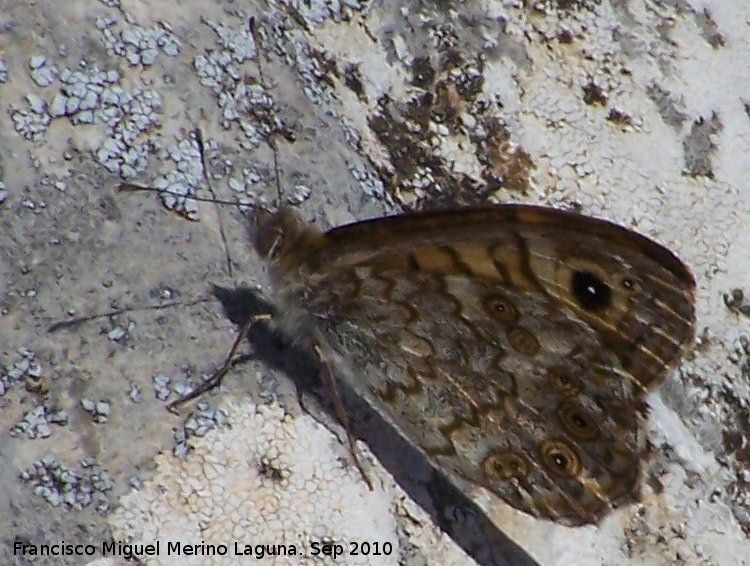 Mariposa Saltacercas - Mariposa Saltacercas. Pea de Martos - Martos