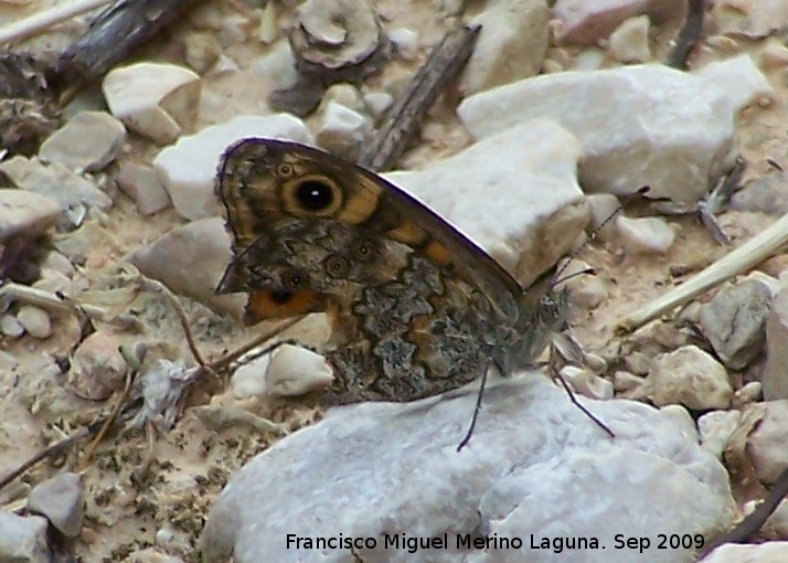 Mariposa Saltacercas - Mariposa Saltacercas. Le han dado un bocado en sus alas. Macho. Otiar (Jan)