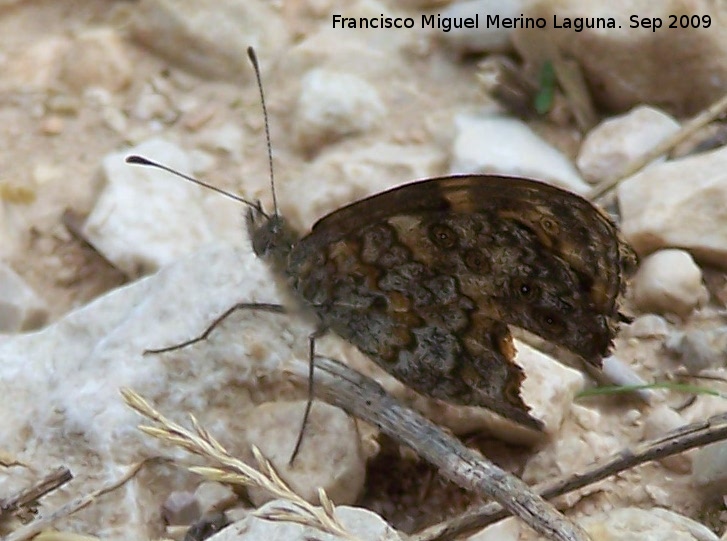 Mariposa Saltacercas - Mariposa Saltacercas. Le han dado un bocado en sus alas. Macho. Otiar (Jan)