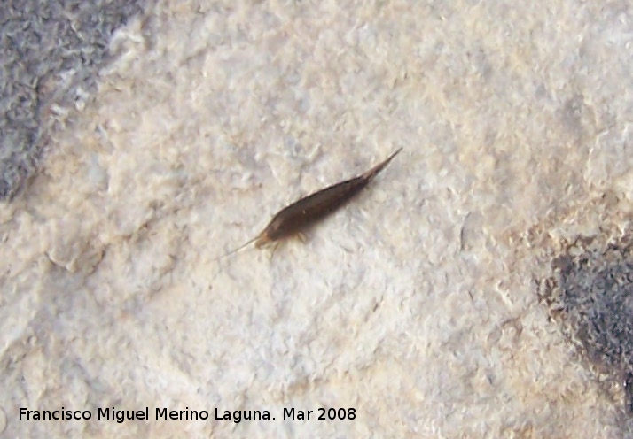 Dilta spinulosa - Dilta spinulosa. Jan