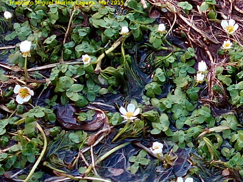 Hierba lagunera - Hierba lagunera. Arroyo del Cerro Meln - Navas de San Juan