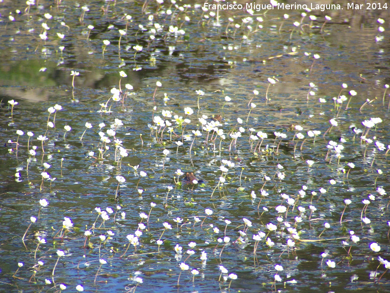 Hierba lagunera - Hierba lagunera. Charca de la Galera - Navas de San Juan