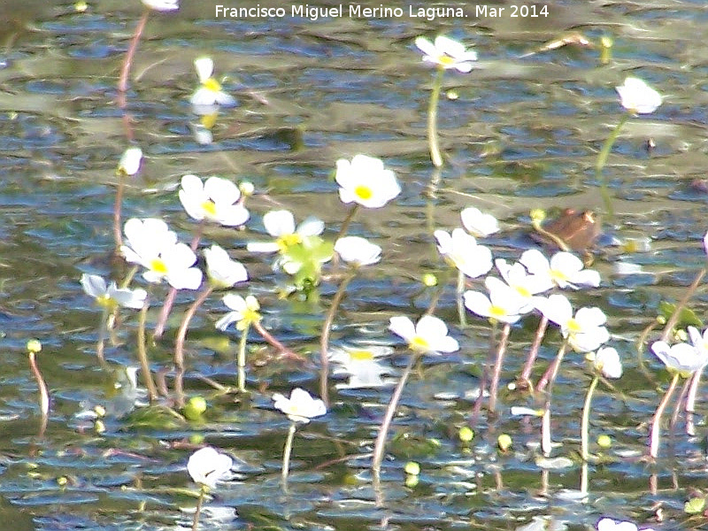 Hierba lagunera - Hierba lagunera. Charca de la Galera - Navas de San Juan