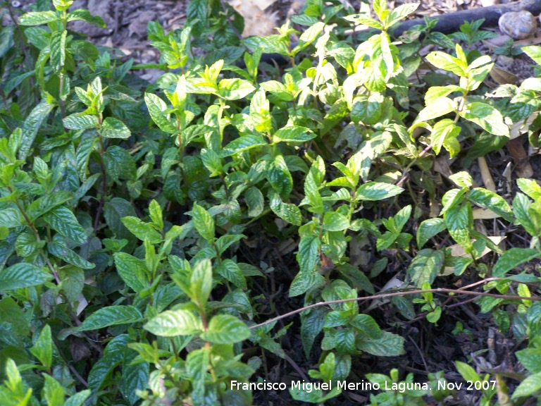 Menta acuatica - Menta acuatica. Crdoba