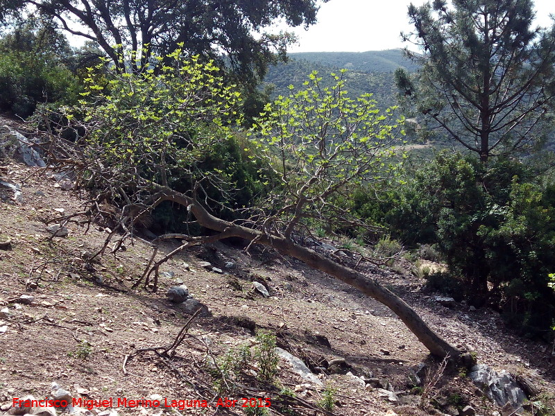 Higuera - Higuera. Higuera tumbada en el Arroyo del Santo - Santa Elena