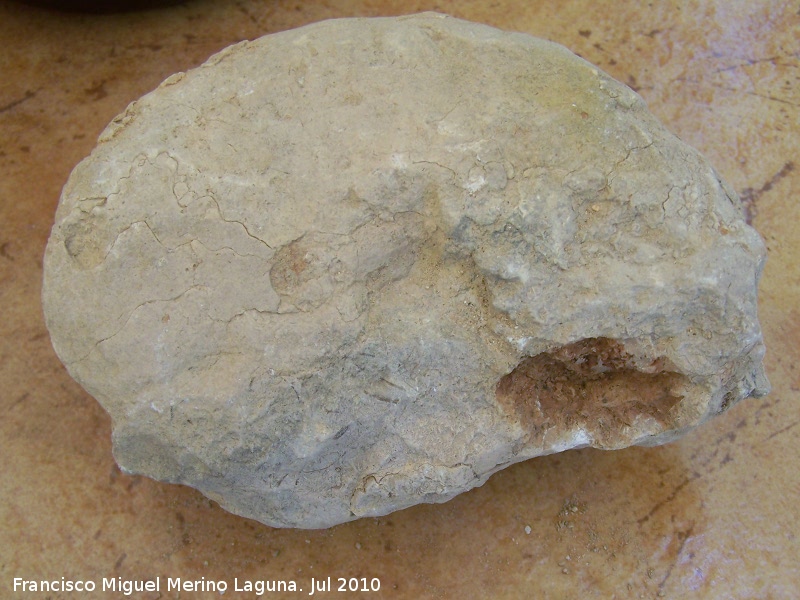 Ammonites Haploceras - Ammonites Haploceras. Arroyo Padilla - Jan