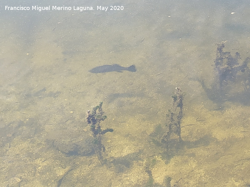 Pantano del Encinarejo - Pantano del Encinarejo. Fauna