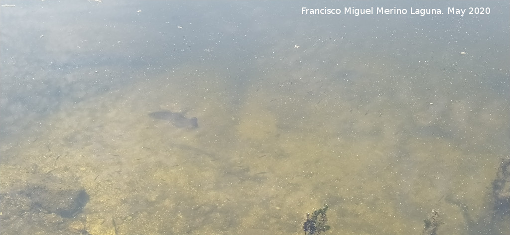 Pantano del Encinarejo - Pantano del Encinarejo. Fauna