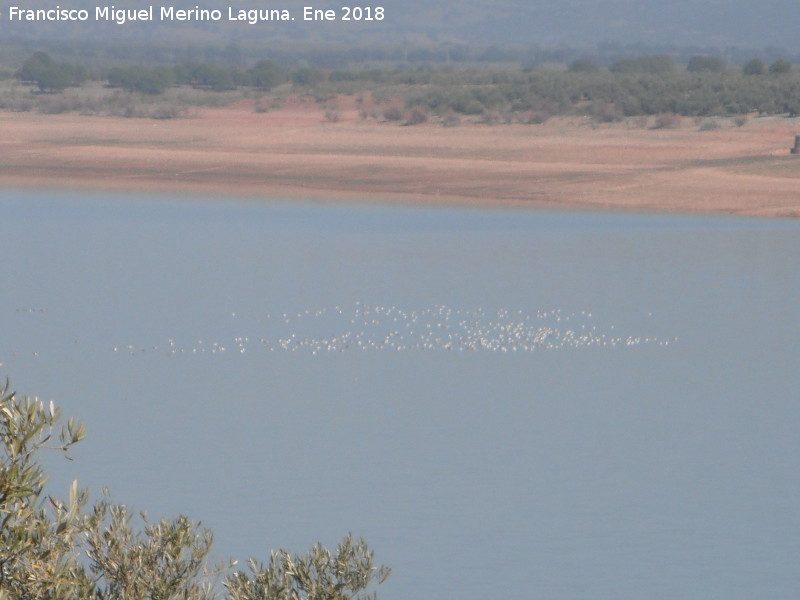 Pantano del Guadaln - Pantano del Guadaln. Aves