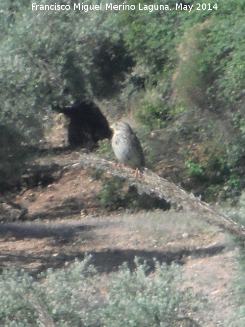 Pjaro Ruiseor bastardo - Pjaro Ruiseor bastardo. Arroyo de las Caadas - Navas de San Juan