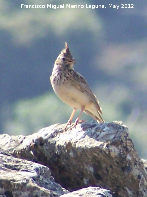 Pjaro Cogujada montesina - Pjaro Cogujada montesina. El Hacho - Alcal la Real