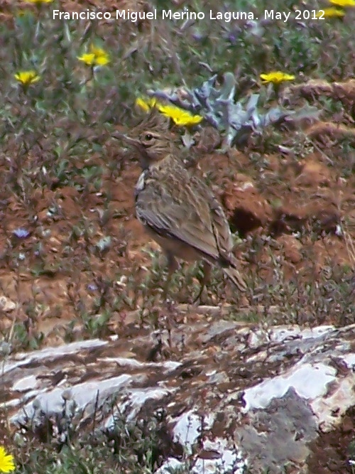 Pjaro Cogujada montesina - Pjaro Cogujada montesina. El Hacho - Alcal la Real