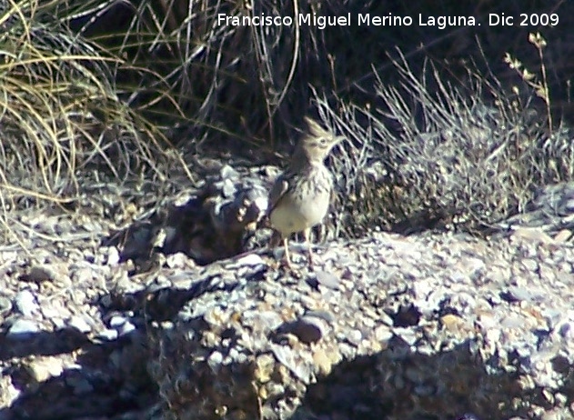 Pjaro Cogujada montesina - Pjaro Cogujada montesina. Gorafe