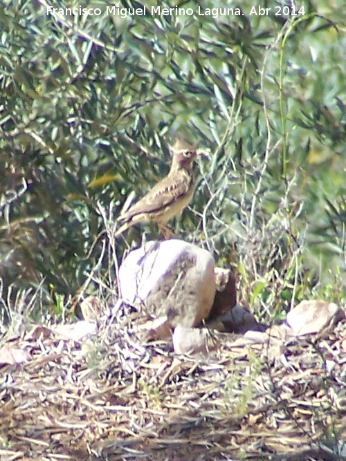 Pjaro Cogujada montesina - Pjaro Cogujada montesina. Las Yeseras - Navas de San Juan