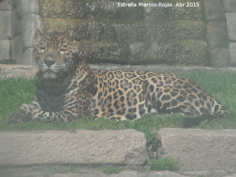 Leopardo - Leopardo. Zoo de Crdoba