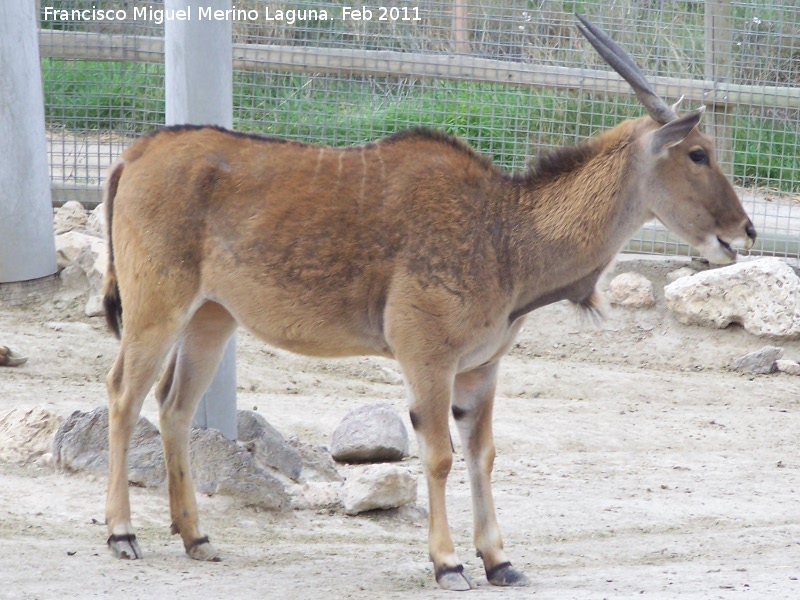 Antlope Lechwe - Antlope Lechwe. Tabernas