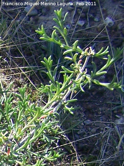 Barrilla oppositifolia - Barrilla oppositifolia. Tabernas