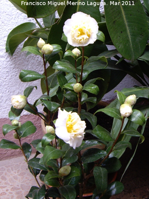 Camelia - Camelia. Navas de San Juan