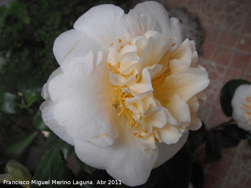 Camelia - Camelia. Navas de San Juan