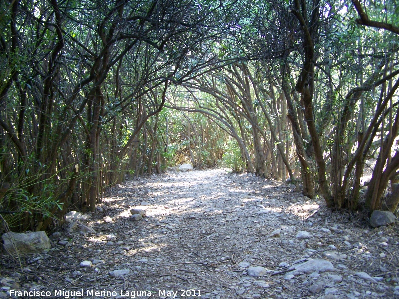 Sendero Adelfal de Cuadros - Sendero Adelfal de Cuadros. Adelfal