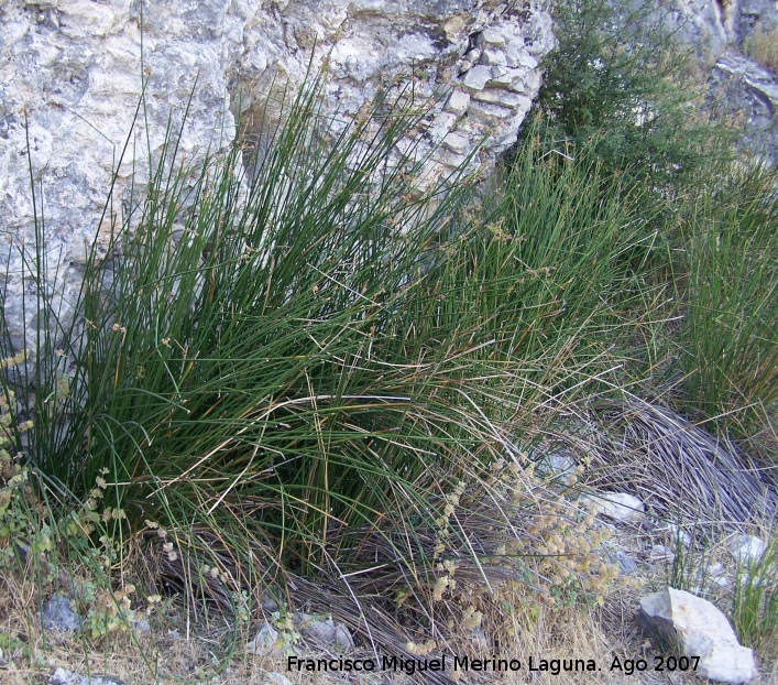 Junco subulatus - Junco subulatus. Los Villares