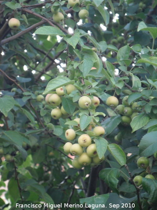 Manzano de flor - Manzano de flor. San Martn de la Vega