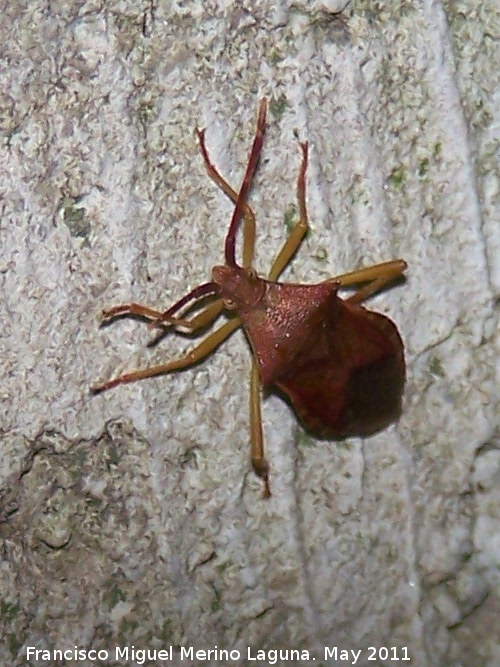 Chinche Haploprocta - Chinche Haploprocta. Nacimiento - Los Villares