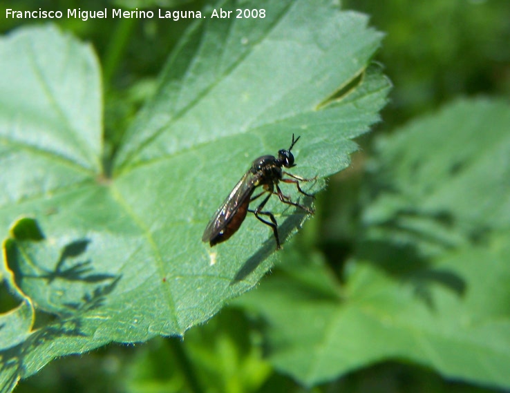 Avispn Sphex flavipennis - Avispn Sphex flavipennis. Los Villares