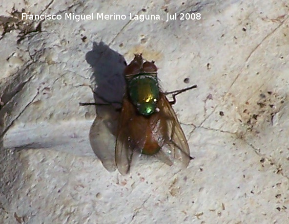 Mosca Rhynchomyia - Mosca Rhynchomyia. Segura de la Sierra