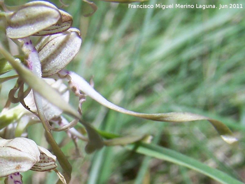 Orqudea del lagarto - Orqudea del lagarto. La Hoya - Jan