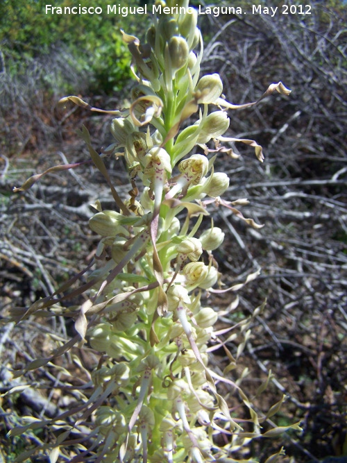 Orqudea del lagarto - Orqudea del lagarto. Tajos de San Marcos - Alcal la Real