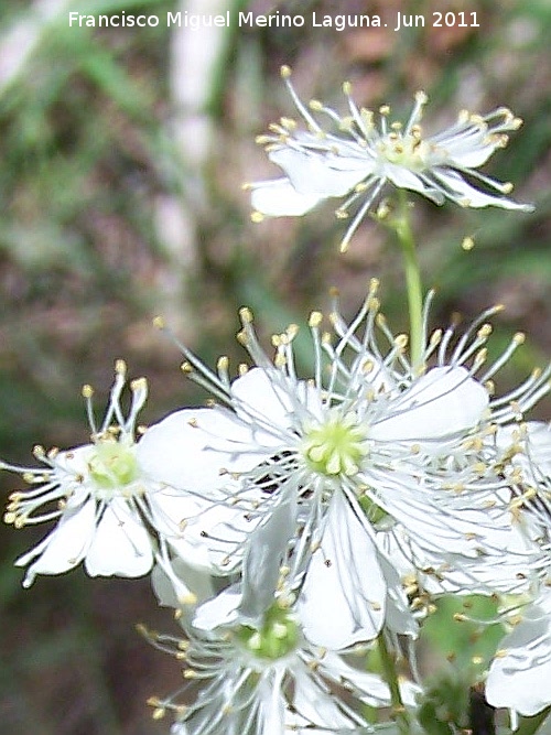 Reina de los prados - Reina de los prados. La Hoya - Jan