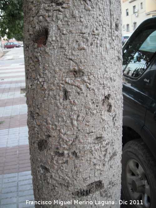 Arbol botella - Arbol botella. Tronco. Bailn