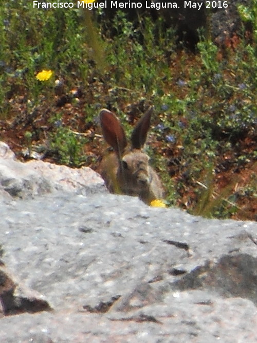 Conejo - Conejo. Presa de Giribaile - Vilches