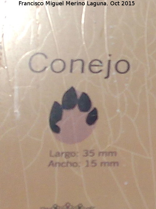 Conejo - Conejo. Huella