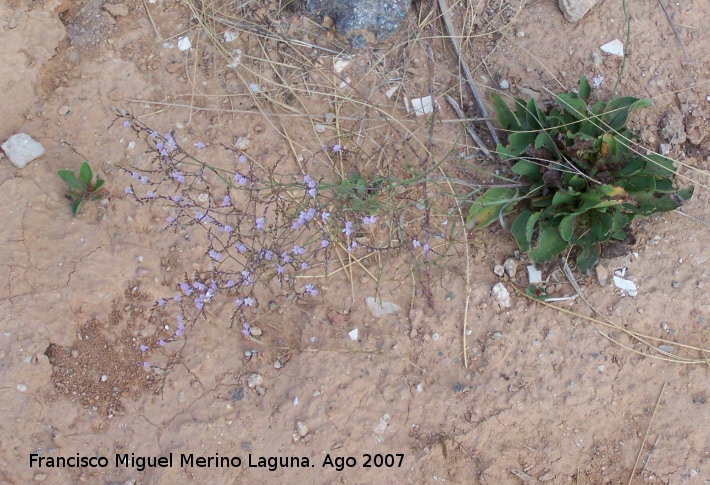 Lavanda de mar - Lavanda de mar. Santa Pola