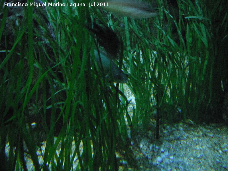 Posidonia - Posidonia. Valencia