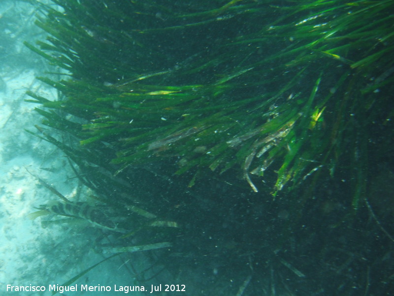 Posidonia - Posidonia. Isla de Tabarca - Alicante