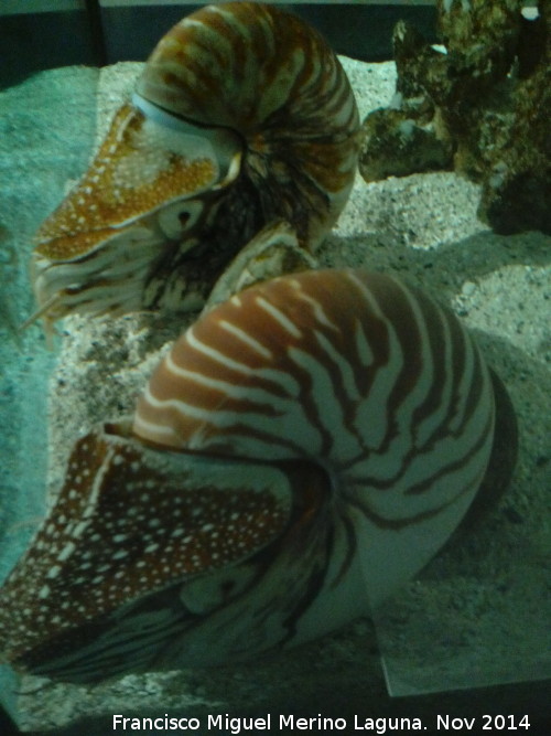 Nautilus - Nautilus. Parque de las Ciencias - Granada