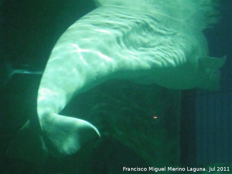 Beluga - Beluga. Valencia