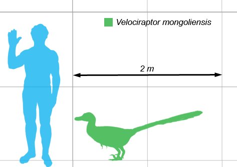 Velocirrptor - Velocirrptor. Comparacin con el hombre. Wikipedia